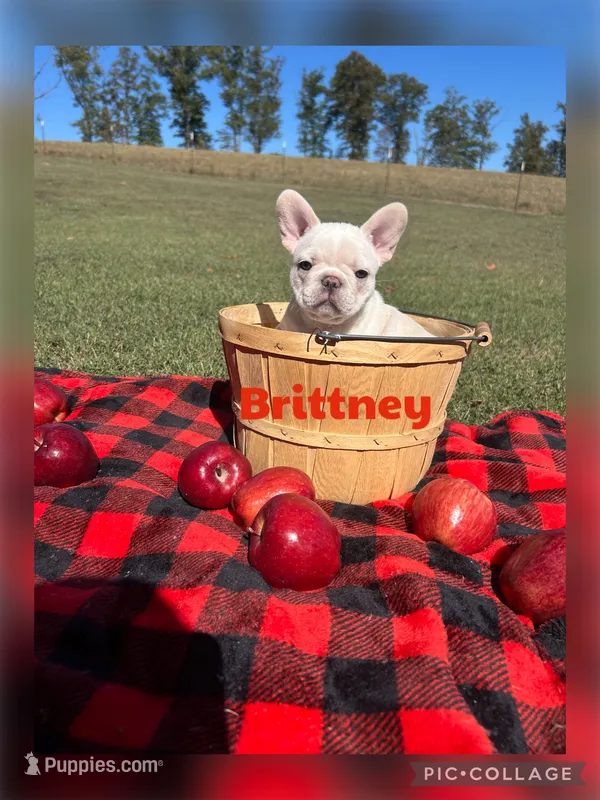 Brittney  – French Bulldog puppy for sale in Pomona, MO
