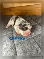 Charlie, a male French Bulldog for sale in Pomona, MO – Photo 5 of 7