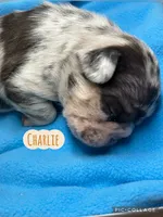 Charlie, a male French Bulldog for sale in Pomona, MO – Photo 4 of 7