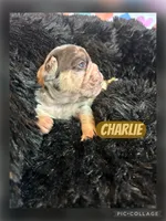 Charlie, a male French Bulldog for sale in Pomona, MO – Photo 3 of 7