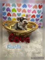 Charlie, a male French Bulldog for sale in Pomona, MO – Photo 1 of 7