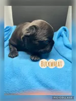 Buckwheat, a female French Bulldog for sale in Pomona, MO – Photo 5 of 9