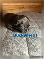 Buckwheat, a female French Bulldog for sale in Pomona, MO – Photo 6 of 9