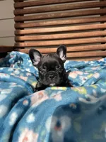 Buckwheat, a female French Bulldog for sale in Pomona, MO – Photo 1 of 9
