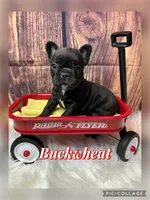 Buckwheat, a female French Bulldog for sale in Pomona, MO – Photo 3 of 9