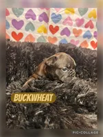 Buckwheat, a female French Bulldog for sale in Pomona, MO – Photo 4 of 9