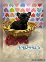 Buckwheat, a female French Bulldog for sale in Pomona, MO – Photo 2 of 9