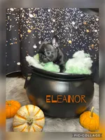 Eleanor, a female French Bulldog for sale in Pomona, MO – 8 of 8