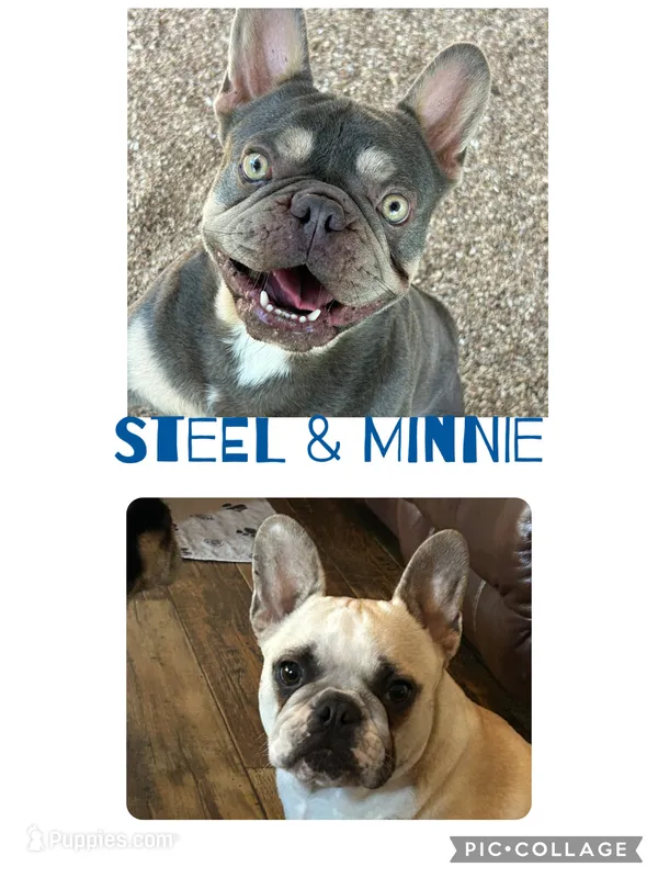 Eleanor – French Bulldog puppy for sale in Pomona, MO