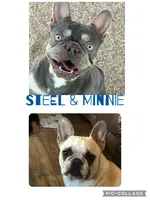 Eleanor, a female French Bulldog for sale in Pomona, MO – 1 of 4