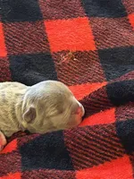 Miller, a male French Bulldog for sale in Pomona, MO – 2 of 3