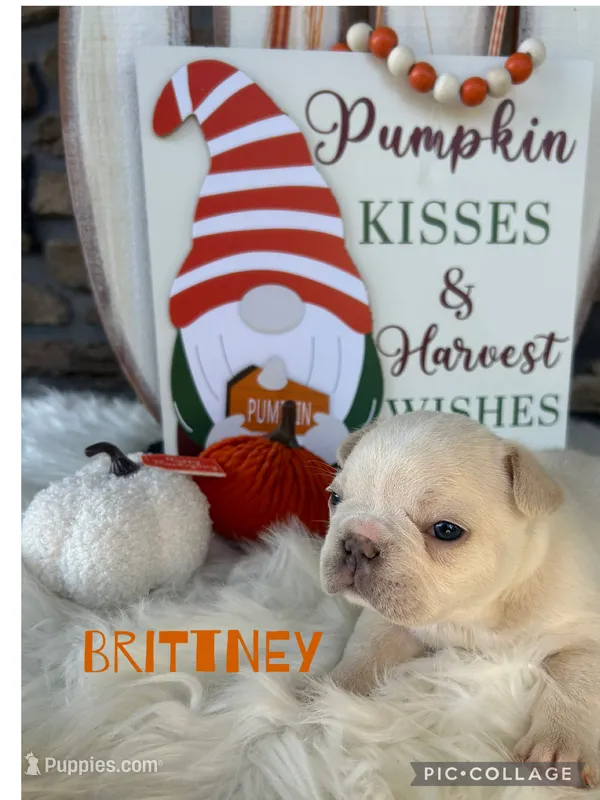 Brittney  – French Bulldog puppy for sale in Pomona, MO