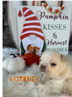Brittney , a female French Bulldog for sale in Pomona, MO – 2 of 7