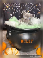 Dolly, a female French Bulldog for sale in Pomona, MO – 2 of 9