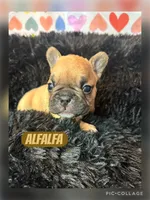 Alfafa, a male French Bulldog for sale in Pomona, MO – Photo 2 of 6