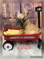 Alfafa, a male French Bulldog for sale in Pomona, MO – Photo 1 of 6