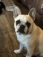 Alfafa, a male French Bulldog for sale in Pomona, MO – Photo 6 of 6