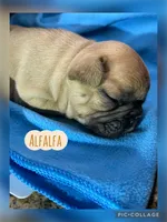 Alfafa, a male French Bulldog for sale in Pomona, MO – Photo 3 of 6