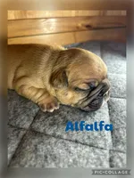 Alfafa, a male French Bulldog for sale in Pomona, MO – Photo 4 of 6