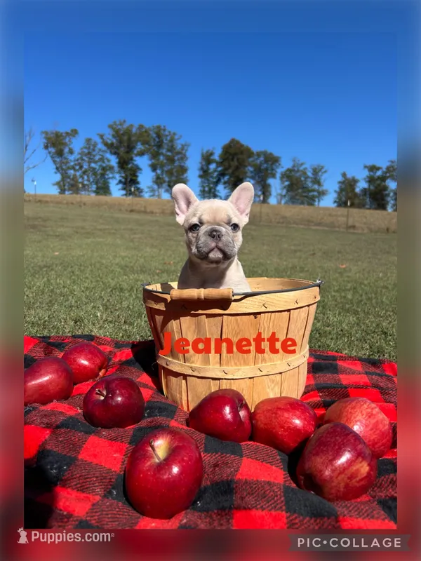 Jeanette – French Bulldog puppy for sale in Pomona, MO