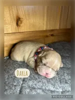 Darla, a female French Bulldog for sale in Pomona, MO – Photo 2 of 4