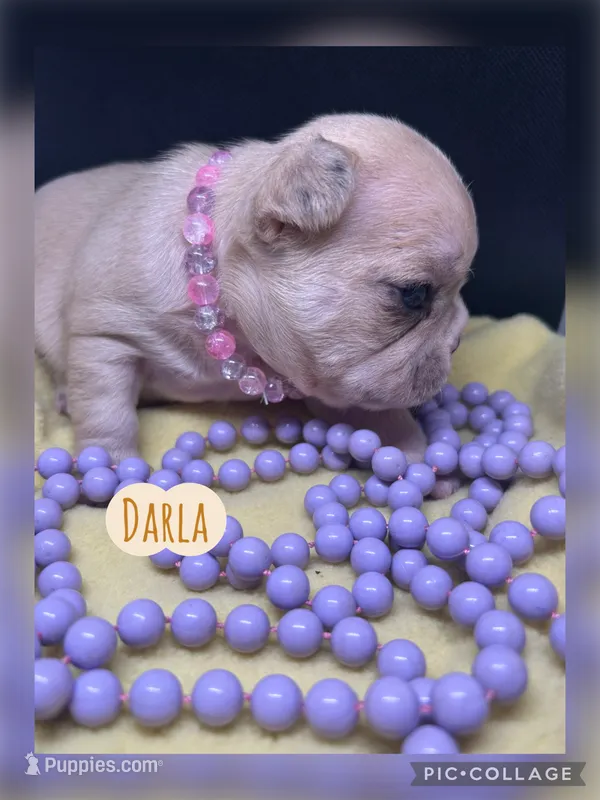 Darla