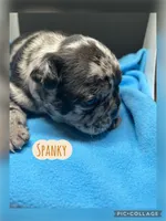 Spanky, a male French Bulldog for sale in Pomona, MO – Photo 3 of 6