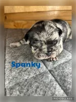 Spanky, a male French Bulldog for sale in Pomona, MO – Photo 4 of 6