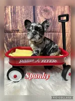 Spanky, a male French Bulldog for sale in Pomona, MO – Photo 1 of 6