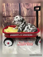 Sabrina, a female French Bulldog for sale in Pomona, MO – Photo 1 of 6