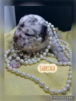 Sabrina, a female French Bulldog for sale in Pomona, MO – Photo 3 of 6