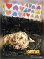 Sabrina, a female French Bulldog for sale in Pomona, MO – Photo 2 of 6