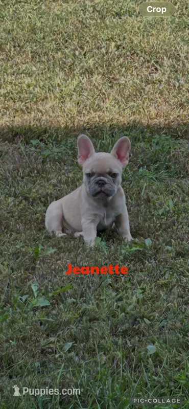 Jeanette – French Bulldog puppy for sale in Pomona, MO