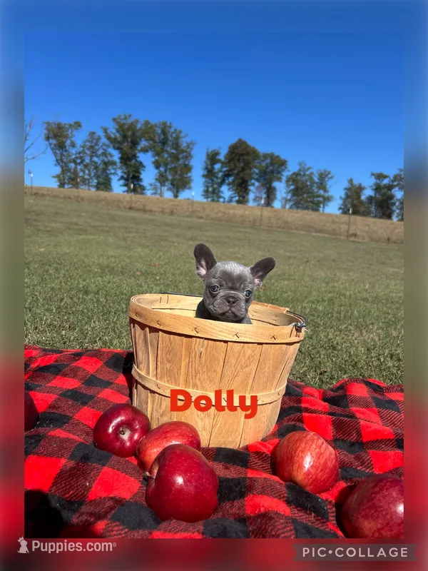 Dolly – French Bulldog puppy for sale in Pomona, MO
