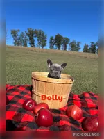 Dolly, a female French Bulldog for sale in Pomona, MO – 1 of 9