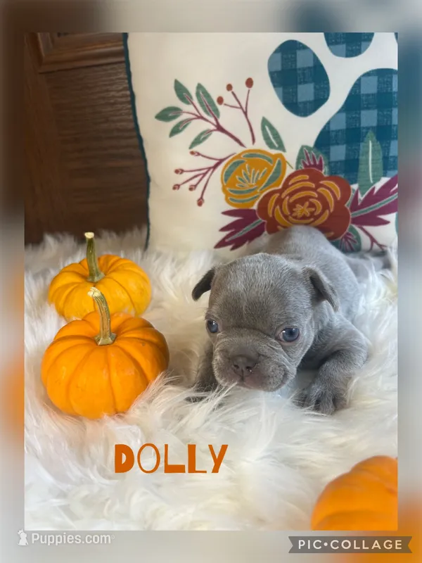 Dolly – French Bulldog puppy for sale in Pomona, MO