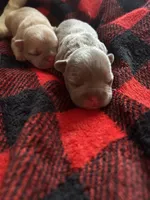 Miller, a male French Bulldog for sale in Pomona, MO – 3 of 3