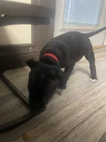 Red, a male Staffordshire Bull Terrier for sale in Lakewood, WA – 6 of 10