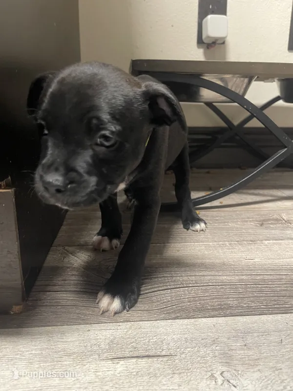 Green , a male Staffordshire Bull Terrier for sale in Lakewood, WA – 1 of 9