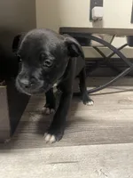 Green , a male Staffordshire Bull Terrier for sale in Lakewood, WA – 1 of 9