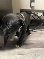 Green , a male Staffordshire Bull Terrier for sale in Lakewood, WA – 4 of 9