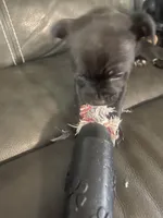 Pinkie , a female Staffordshire Bull Terrier for sale in Lakewood, WA – 3 of 8