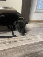 Green , a male Staffordshire Bull Terrier for sale in Lakewood, WA – 2 of 9