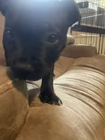 Scar, a female Staffordshire Bull Terrier for sale in Lakewood, WA – 6 of 10