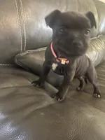 Pinkie , a female Staffordshire Bull Terrier for sale in Lakewood, WA – 5 of 8