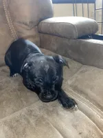 Scar, a female Staffordshire Bull Terrier for sale in Lakewood, WA – 7 of 10