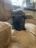 Scar, a female Staffordshire Bull Terrier for sale in Lakewood, WA – 3 of 10