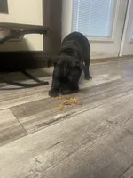 Fatty , a male Staffordshire Bull Terrier for sale in Lakewood, WA – 4 of 6