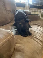 Scar, a female Staffordshire Bull Terrier for sale in Lakewood, WA – 2 of 10