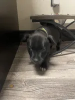 Green , a male Staffordshire Bull Terrier for sale in Lakewood, WA – 8 of 9